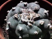 Peyote cactus